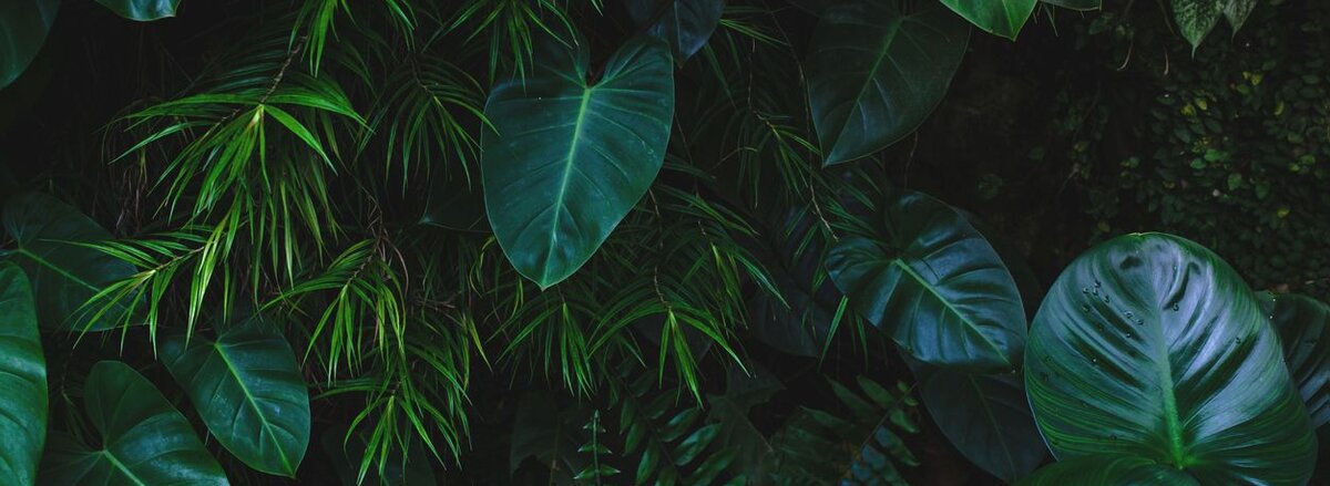 Dichte grüne Blätter in verschiedenen Formen und Texturen, die eine üppige, tropische Atmosphäre schaffen.